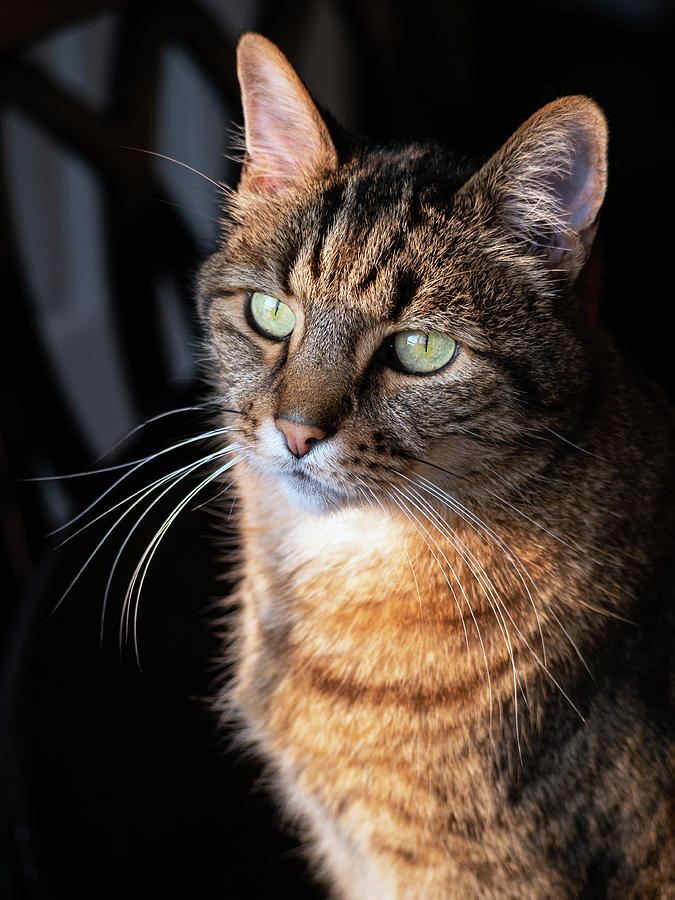 Chester Cat Photograph by Rachel Morrison