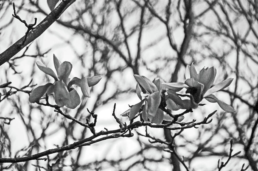 CHESTER. Grosvenor Park. Magnolia Blossom. Photograph by Lachlan Main