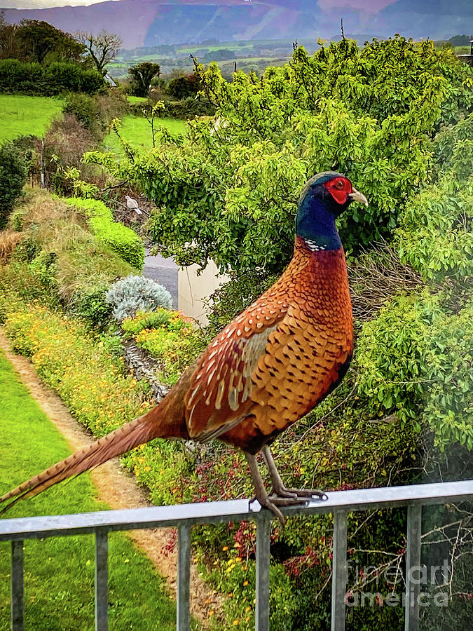 Chester The Pheasant Photograph by Catherine Sullivan