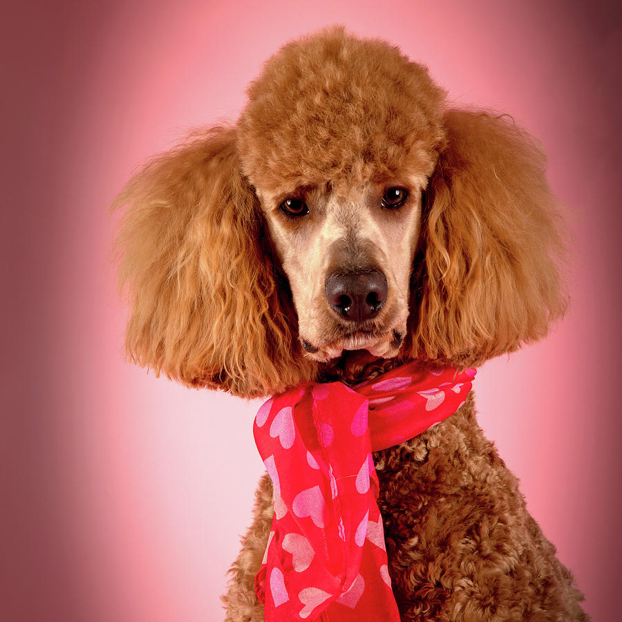 Poodle Photograph - Chester Valentines 2 by Rebecca Cozart