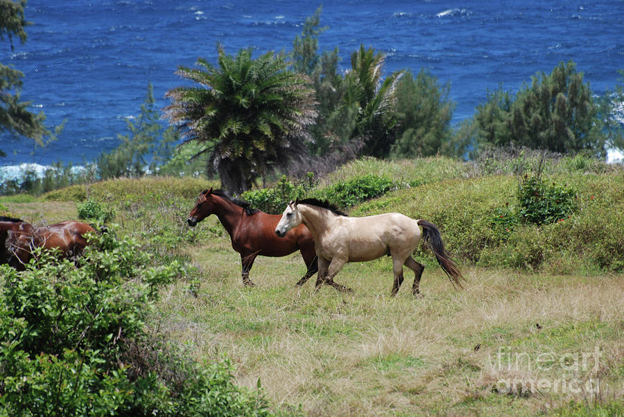 Chestnut and Roan Horse in a Field Roaming Photograph by DejaVu Designs ...