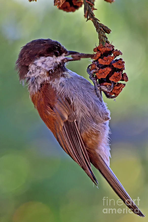 Chestnut-backed chickadee Photograph by Amazing Action Photo Video