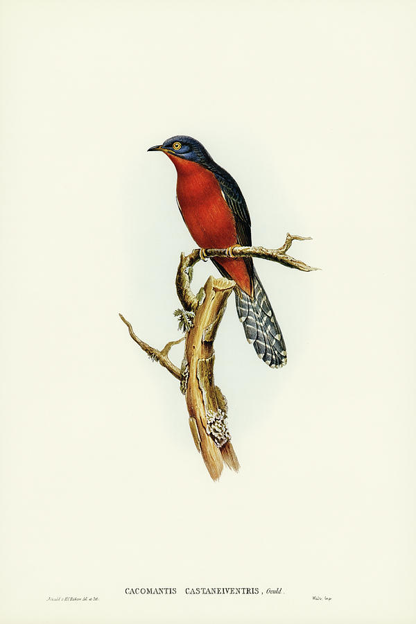 John Gould Drawing - Chestnut-breasted Cuckoo, Cacomantis castaneiventris by John Gould