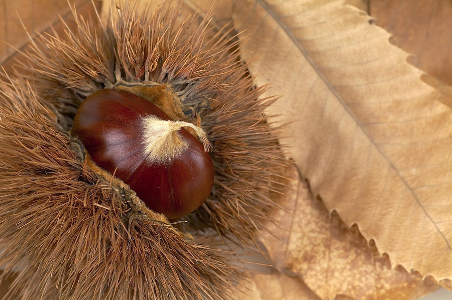 Chestnut close up Photograph by Maria Toutoudaki