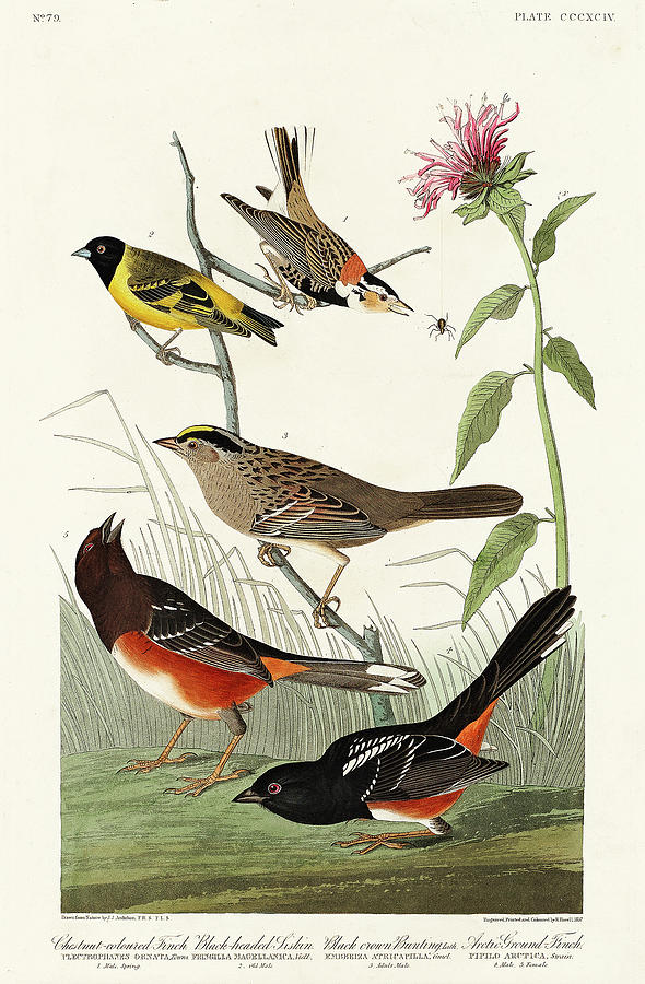 Audubon Birds Drawing - Chestnut-coloured Finch, Black-headed Siskin, Black crown Bunting and Arctic Ground Finch by John James Audubon