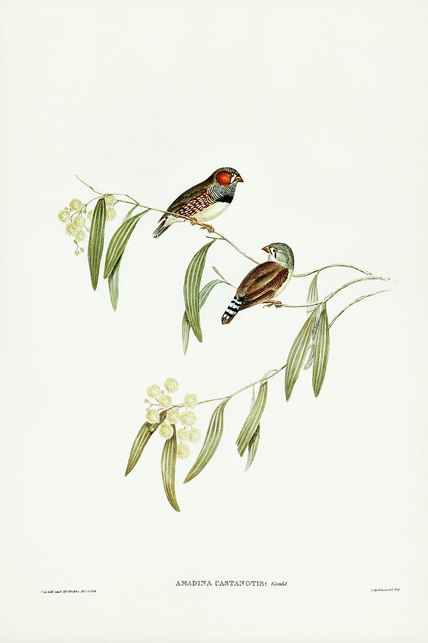 John Gould Drawing - Chestnut-eared Finch, Amadina castanotis by John Gould