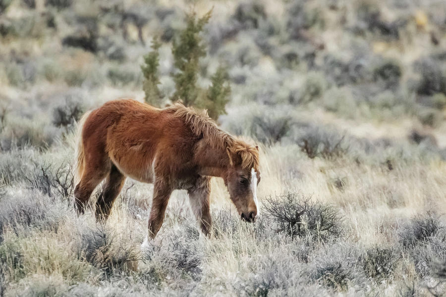 Chestnut Foal, No. 1 Photograph by Belinda Greb