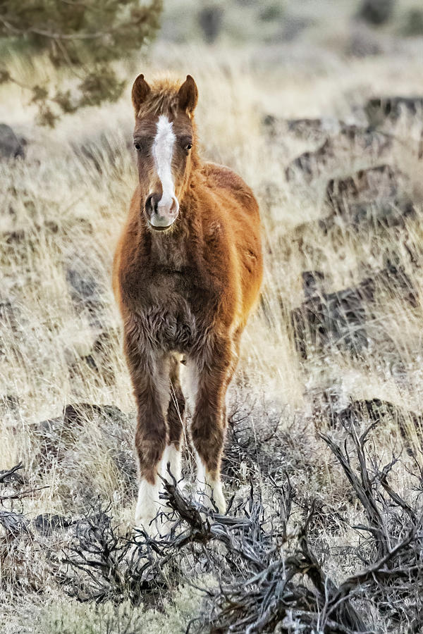 Chestnut Foal, No. 2 Photograph by Belinda Greb