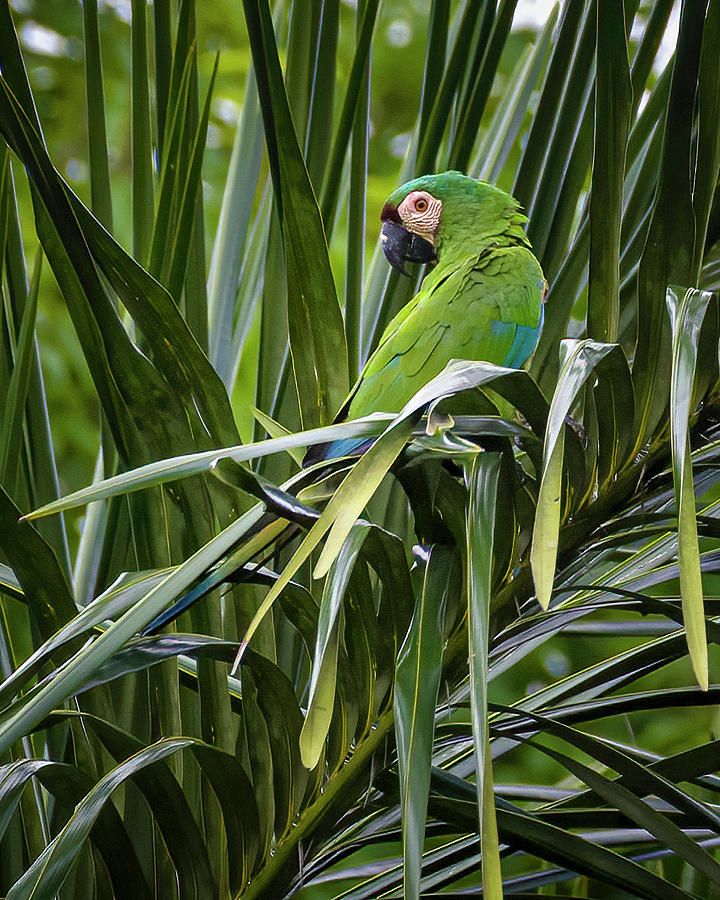 Chestnut Fronted Macaw La Macarena Meta Colombia Photograph by Adam Rainoff