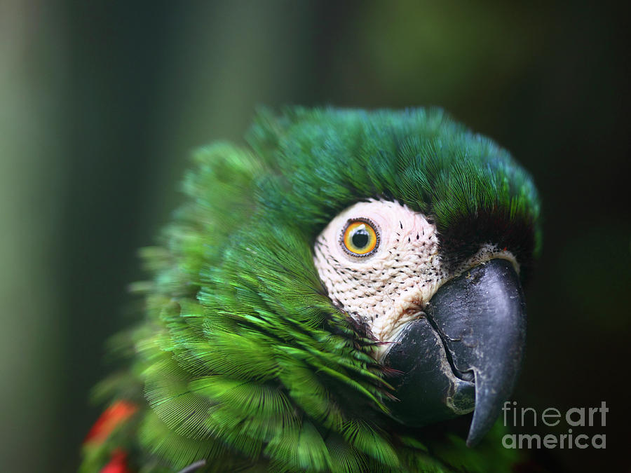 Chestnut-fronted macaw portrait Photograph by James Brunker