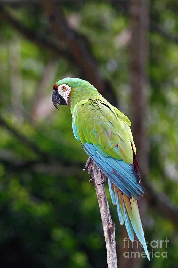 Chestnut fronted or severe macaw Photograph by James Brunker