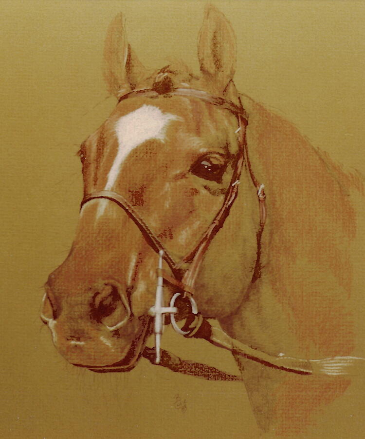 Chestnut Horse Drawing by Barbara Keith