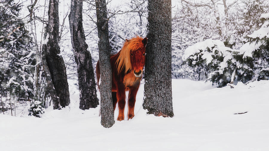 Chestnut Horse Between Trees in Snowy Winter Landscape - Matte Photograph by Nicklas Gustafsson