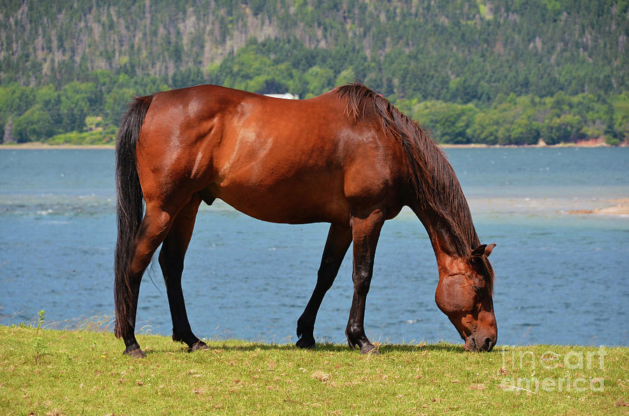 Chestnut Horse by the Ocean Photograph by Elaine Manley