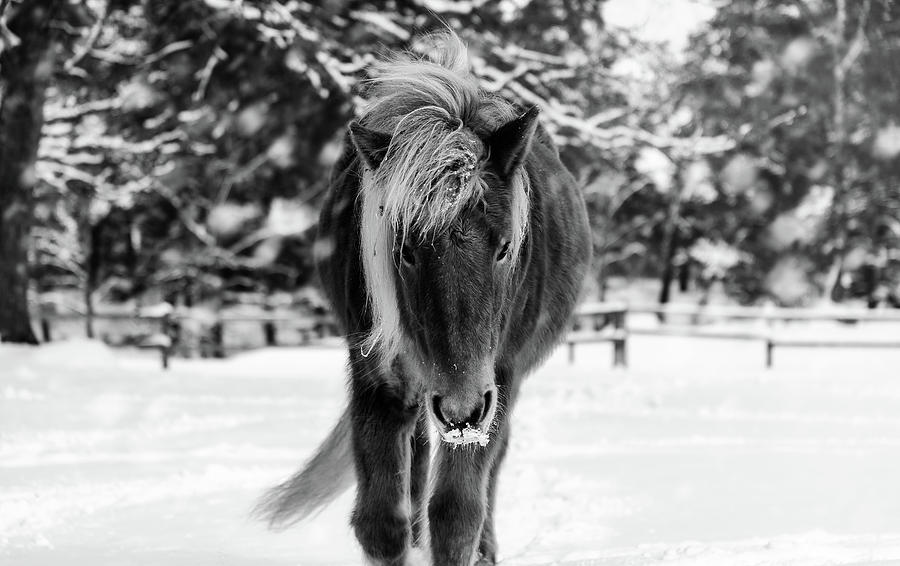 Black And White Photograph - Chestnut Horse in Snowy Winter Landscape - Black and White by Nicklas Gustafsson