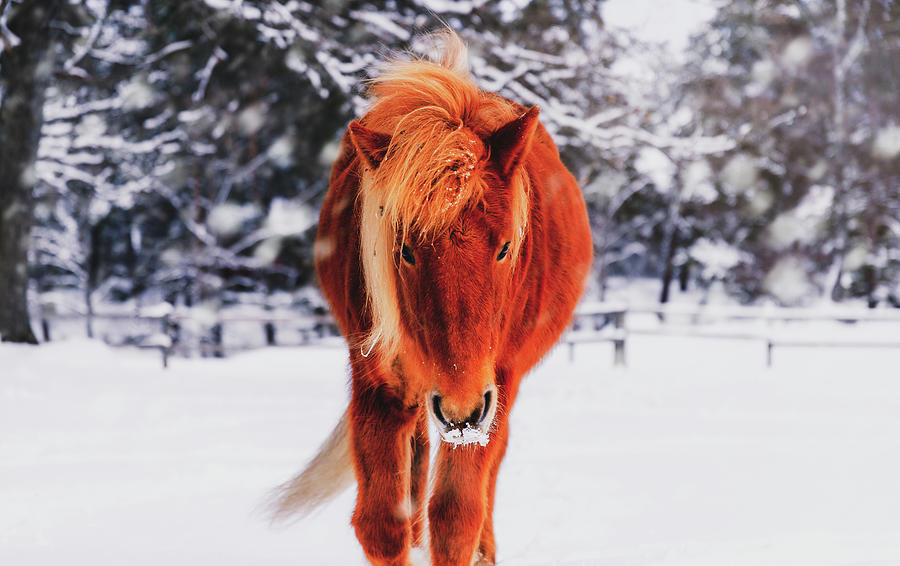 Winter Photograph - Chestnut Horse in Snowy Winter Landscape - Matte Version by Nicklas Gustafsson