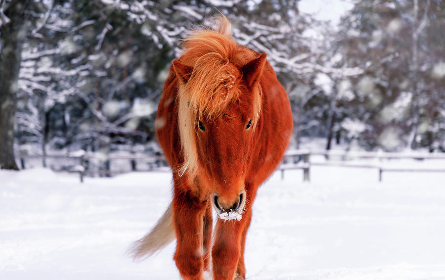 Winter Photograph - Chestnut Horse in Snowy Winter Landscape by Nicklas Gustafsson
