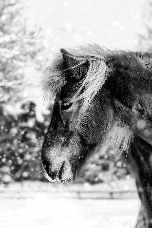 Chestnut Horse in The Snow - Black and White Photograph by Nicklas Gustafsson