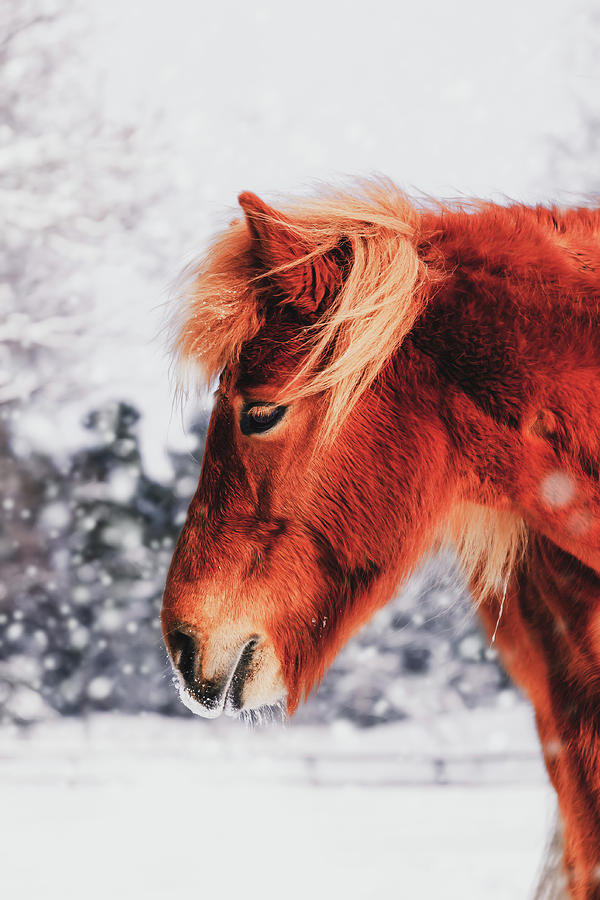Chestnut Horse in The Snow - Matte Version Photograph by Nicklas Gustafsson