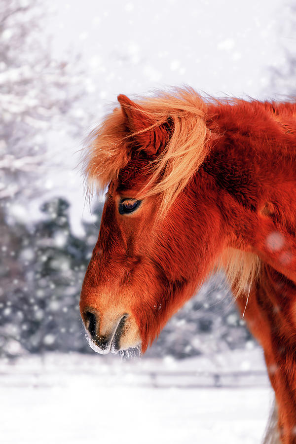 Winter Photograph - Chestnut Horse in The Snow by Nicklas Gustafsson