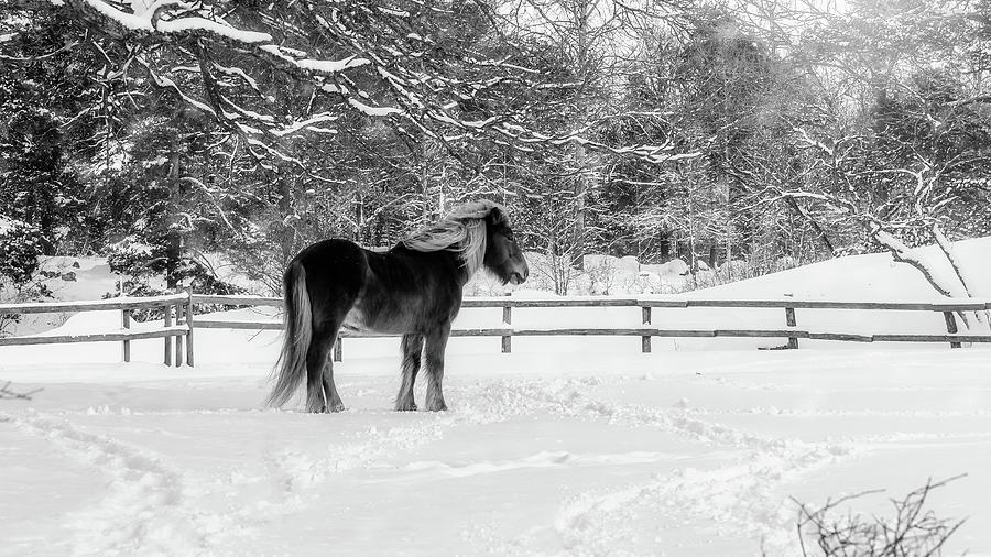 Black And White Photograph - Chestnut Horse in Winter Scene - Black and White by Nicklas Gustafsson