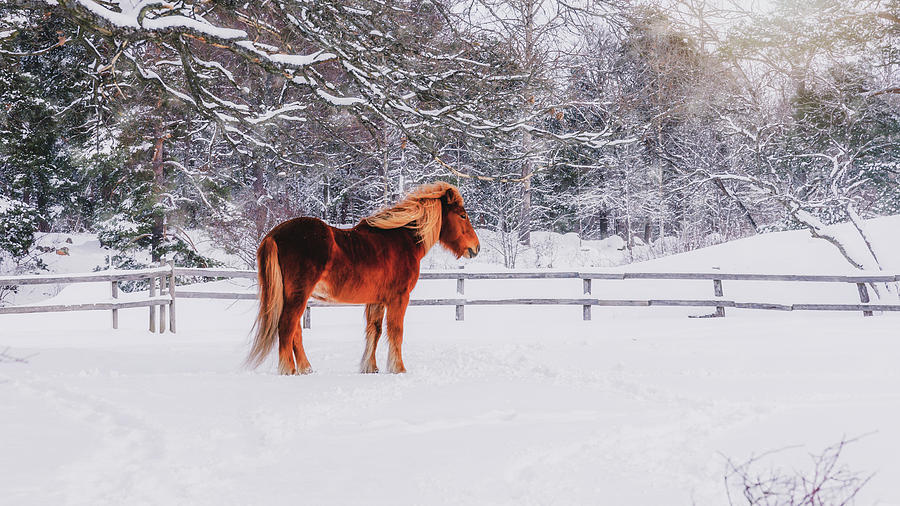 Chestnut Horse in Winter Scene - Matte Version Photograph by Nicklas Gustafsson