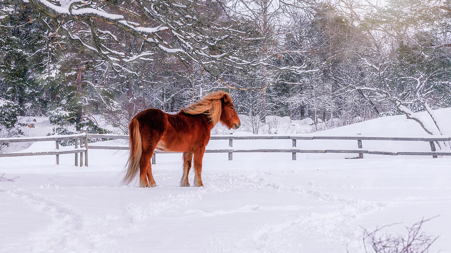 Winter Photograph - Chestnut Horse in Winter Scene by Nicklas Gustafsson