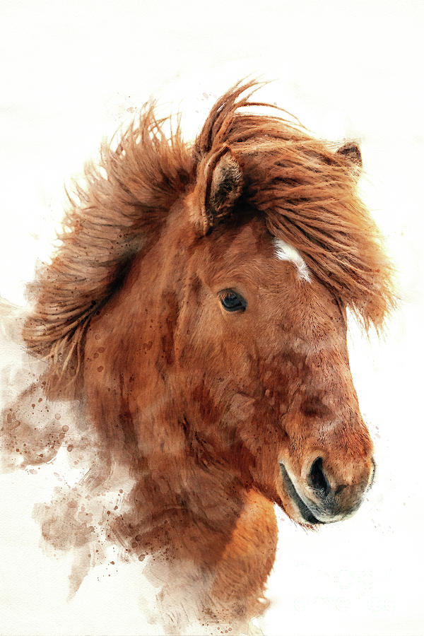 Chestnut Icelandic horse, islenski hesturinn, digital watercolour. Close up of face and mane. Photograph by Jane Rix