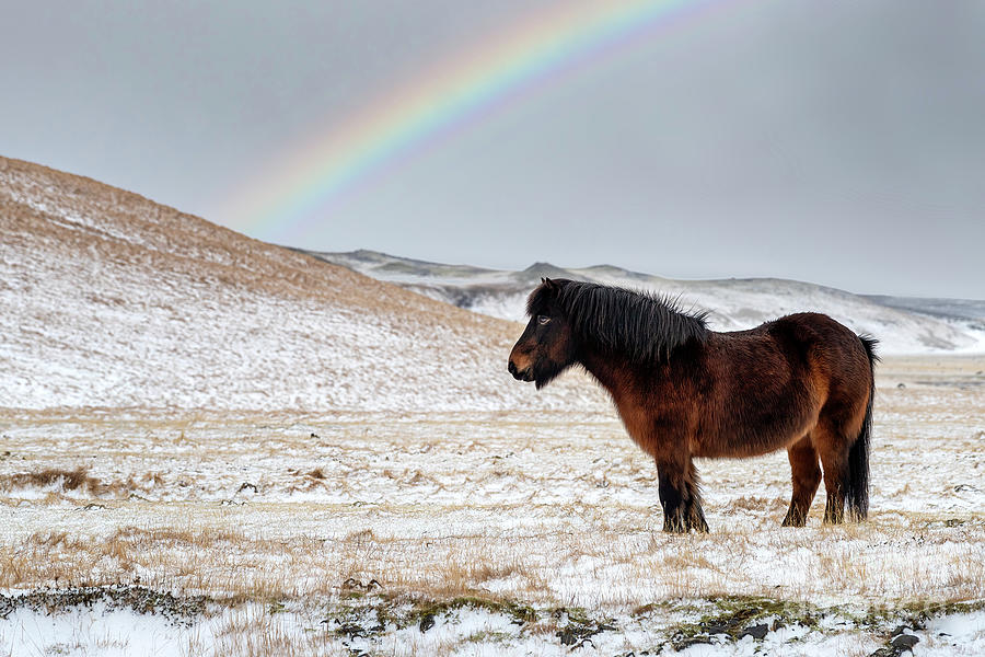 Chestnut Icelandic horse with rainbow Photograph by Jane Rix