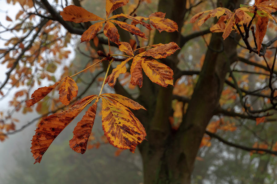 Chestnut Leaves in Foggy Day Photograph by Jenny Rainbow