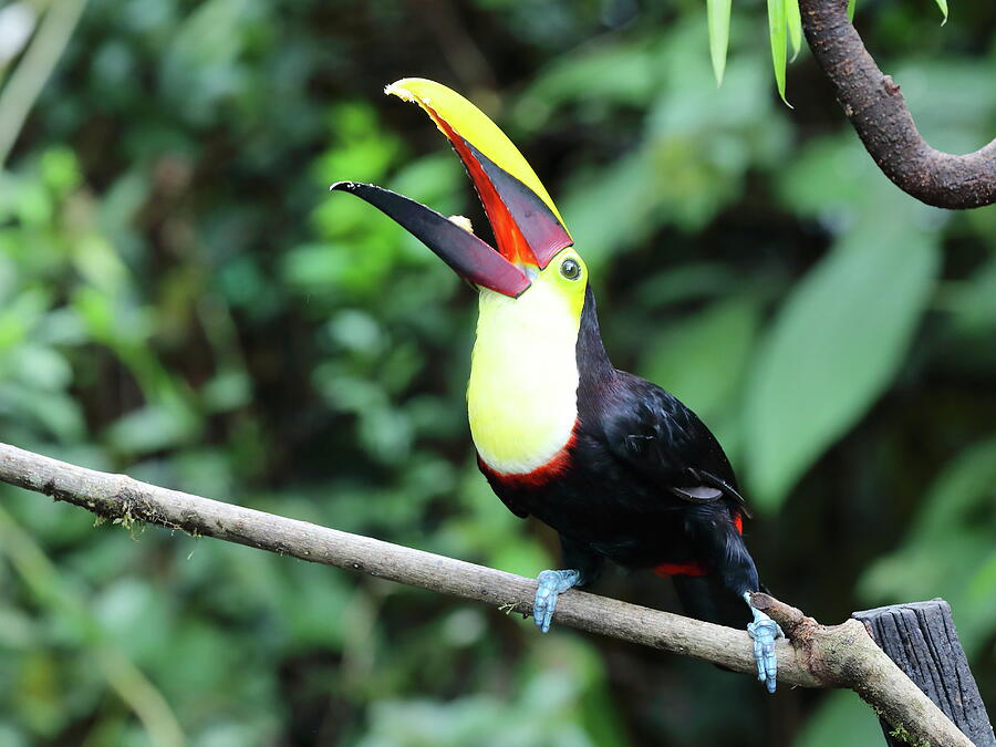 Chestnut-mandibled toucan3 Photograph by Alex Nikitsin - Fine Art America