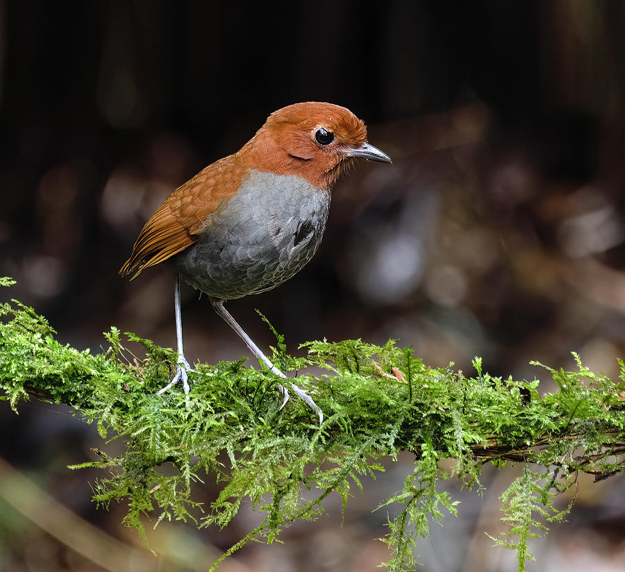 Chestnut-naped Antipitta Photograph by Ana Luiza Cortez - Fine Art America