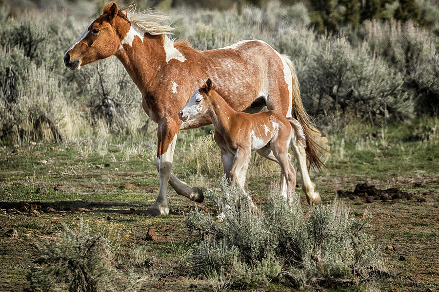 Chestnut Pinto Mare and Foal, No. 1 Photograph by Belinda Greb