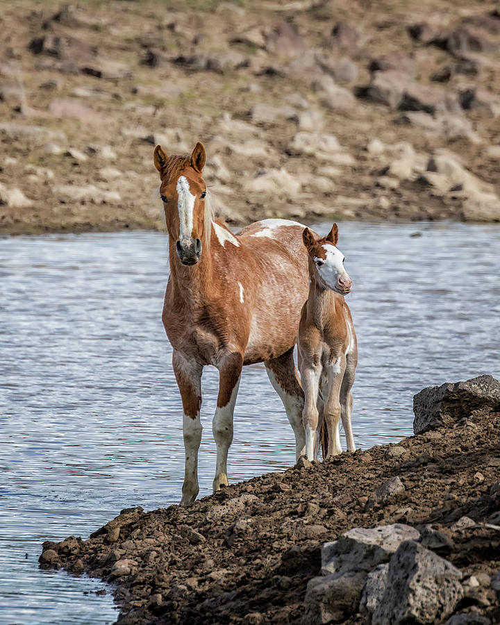 Chestnut Pinto Mare and Foal, No. 2 Photograph by Belinda Greb