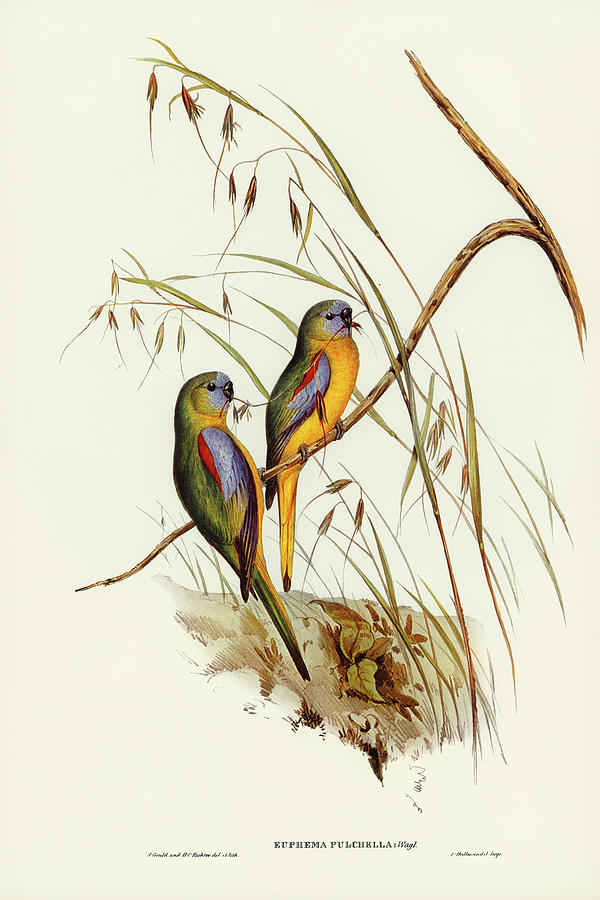 John Gould Drawing - Chestnut-shouldered Grass-Parakeet, Euphema pulchella by John Gould