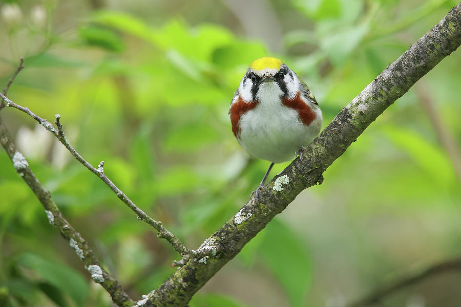 Chestnut Sided Warbler Photograph by Brook Burling