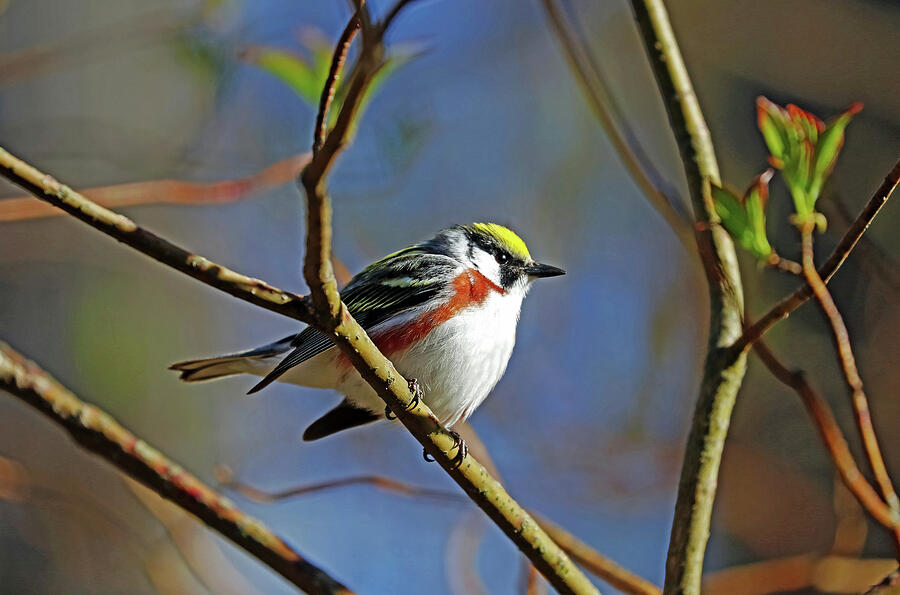Chestnut Sided Warbler Highlighted In Morning Light Photograph