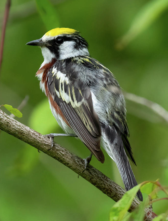 Chestnut-sided Warbler Photograph by Jody Partin