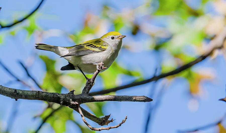 Chestnut Sided Warbler Juvenile Photograph by Morris Finkelstein - Fine ...