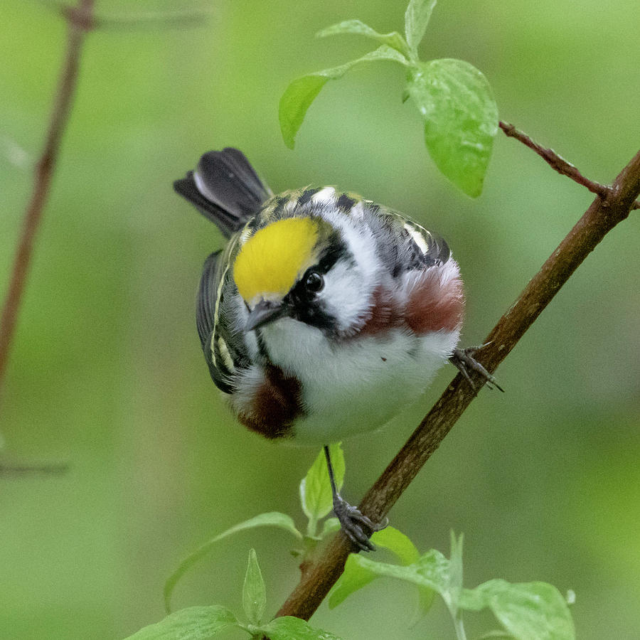 Chestnut-sided Warbler Photograph by Ken Stampfer