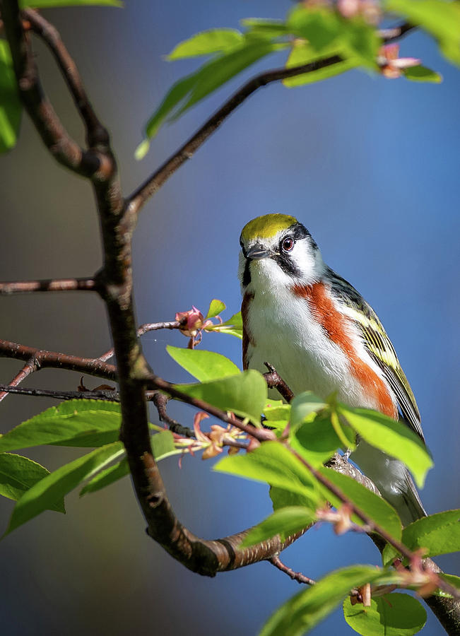 Chestnut Sided Warbler Portrait Photograph by Bill Wakeley