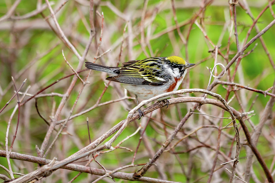 Chestnut-sided warbler  Photograph by SAURAVphoto Online Store