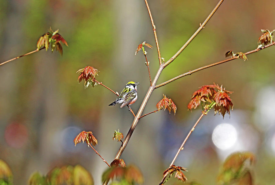 Chestnut Sided Warbler Singing A Song Photograph