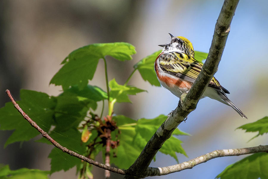 Chestnut Sided Warbler Singing Photograph by Bill Wakeley