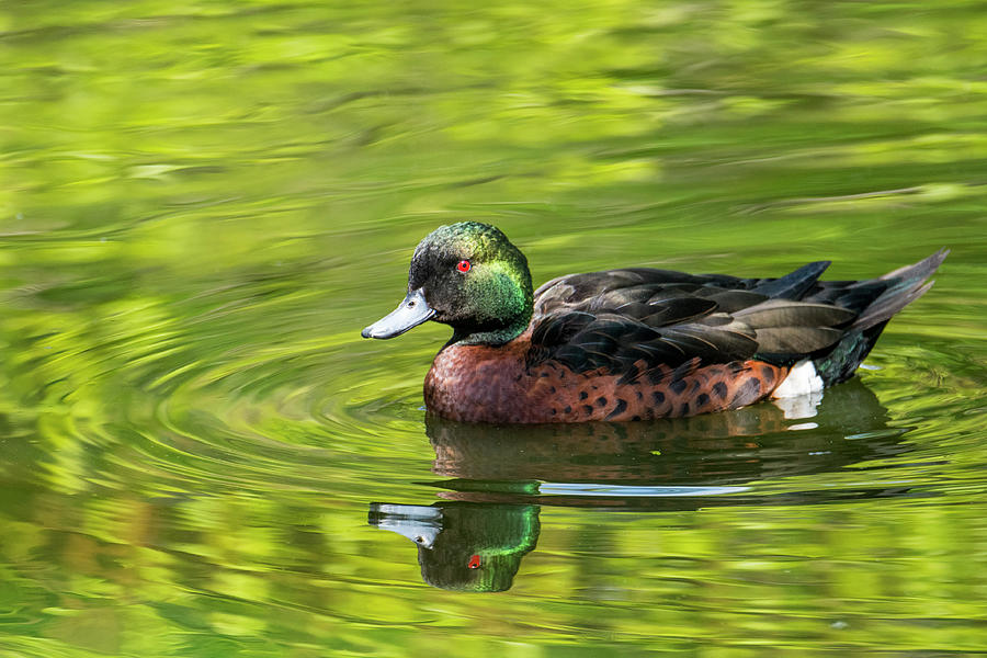 Chestnut Teal Photograph by Arterra Picture Library