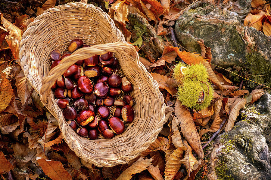 Chestnuts Background Top View Harvesting Chestnut In Forest With