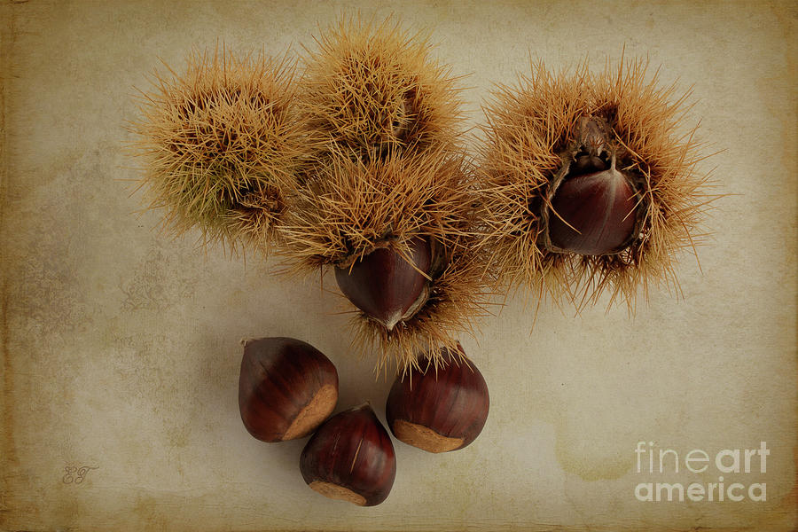 Chestnuts Photograph by Elaine Teague