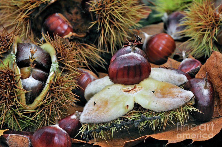 Chestnuts on the Forest Floor Photograph by Arterra Picture Library
