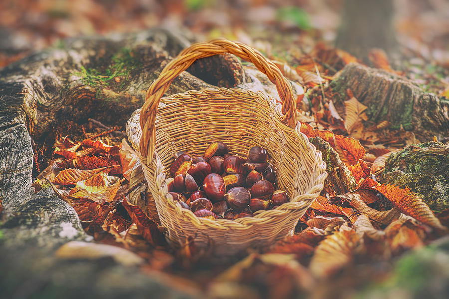 Chestnuts Vintage Background - Harvesting Chestnut In Forest With Basket In Autumn Foliage Blur Ground Photograph by Luca Lorenzelli