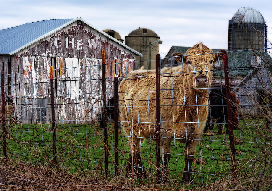 Chew... Cud -  Wisconsin barn with Chew Tobacco advertisement and cow plus silos Photograph by Peter Herman